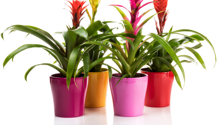 Bromeliads in a row 