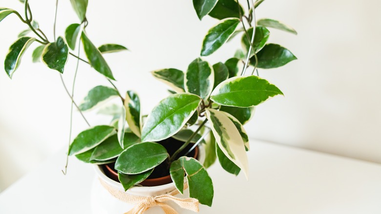 Hoya plant 