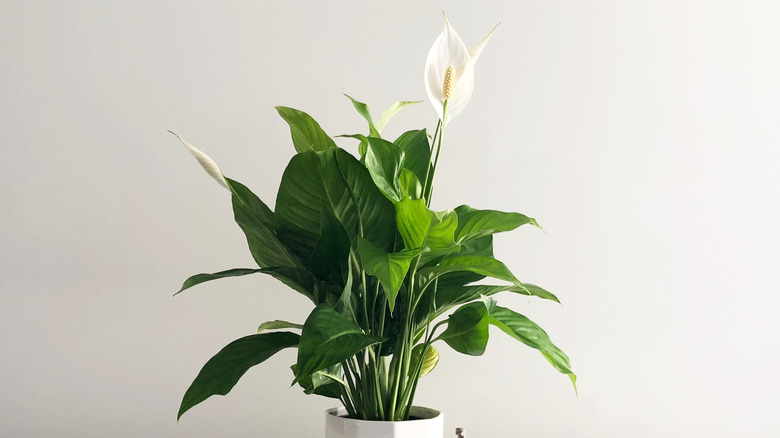 Peace lily 