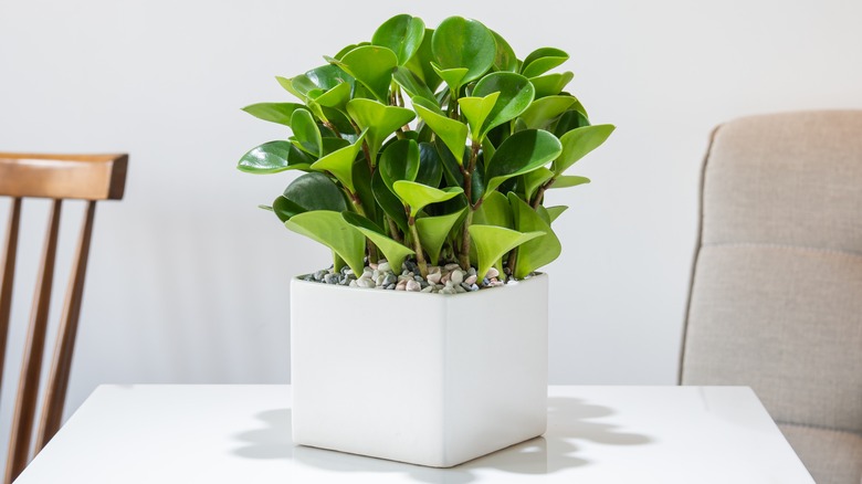 Peperomia on a table 