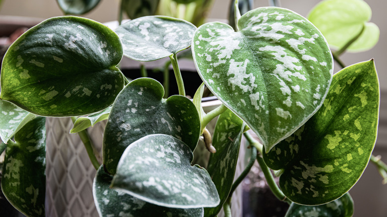 Silver satin pothos 