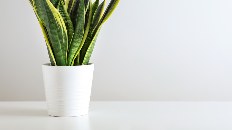 Snake plant in white room