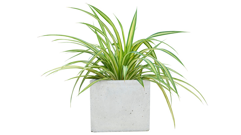 Spider plant 