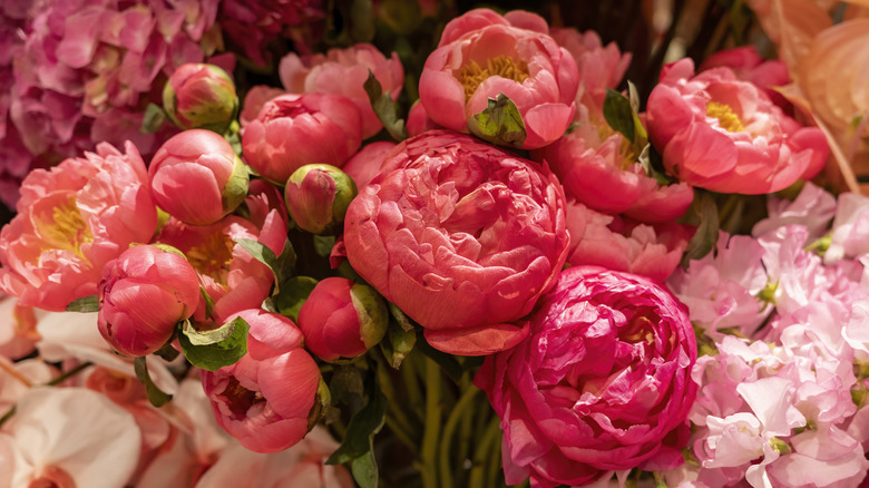 Pink and coral peonies and roses 