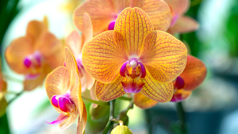 Orange orchids 