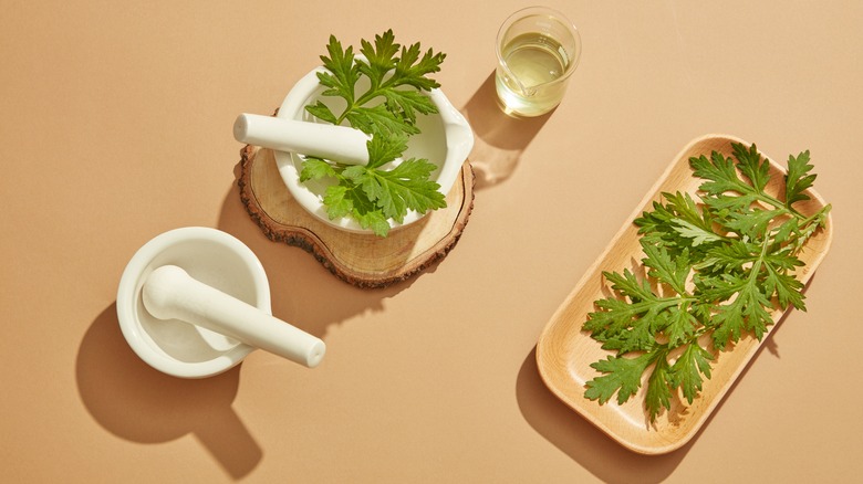 mugwort plant with mortar and pestle