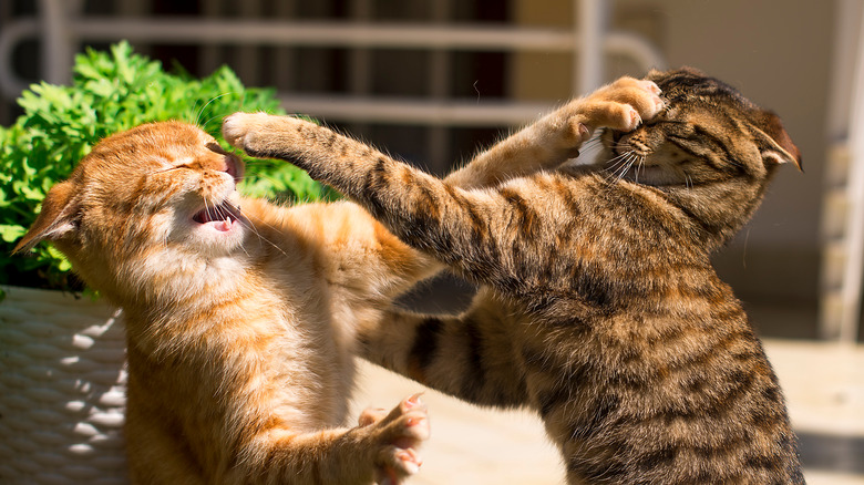 Two cats fighting 