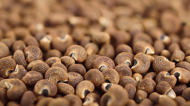 musk mallow ambrette seeds