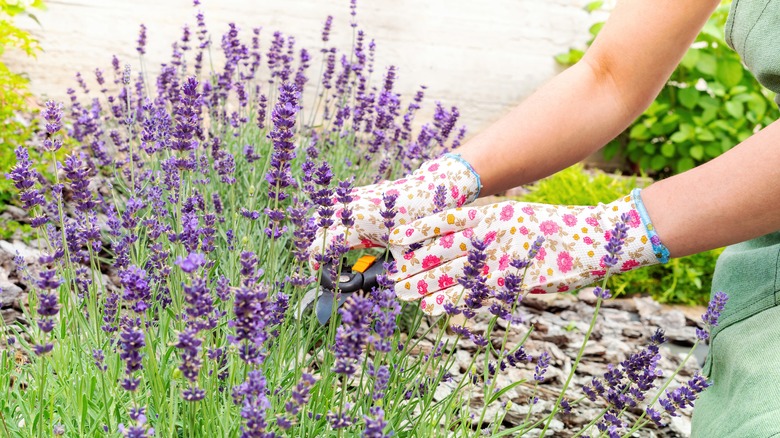 person harvesting a lavender plant
