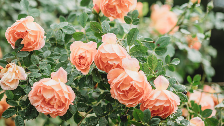 pink rose bush in bloom