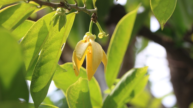 Ylang Ylang flower on tree