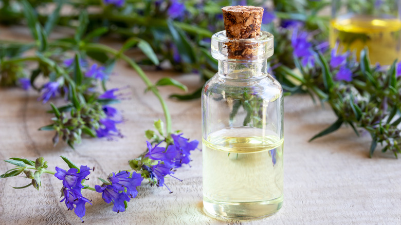 essential oil of hyssop flowers