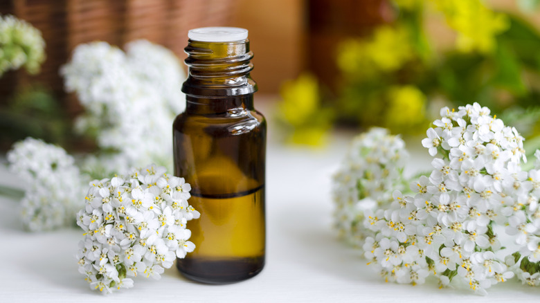 essential oil of yarrow flowers