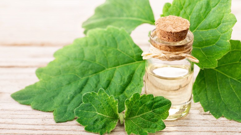 essential oil of patchouli leaves