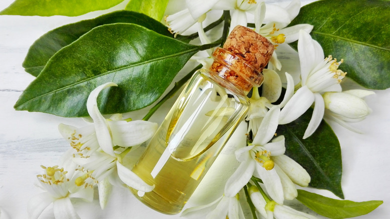 Neroli flowers, essential oil bottle