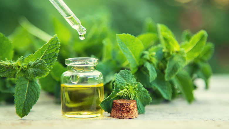 Bottle of peppermint oil, plants