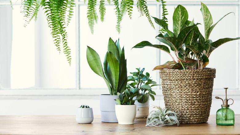 plants in the home