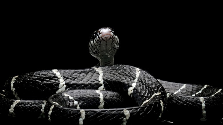 Snake with black background