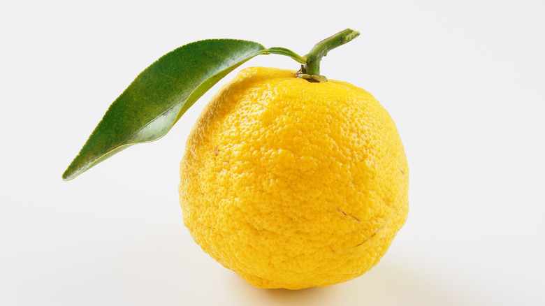 a citron fruit