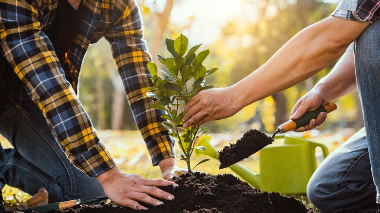 Two people planting a tree