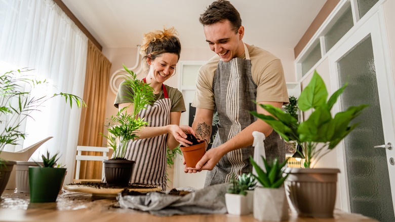 couple potting plants together