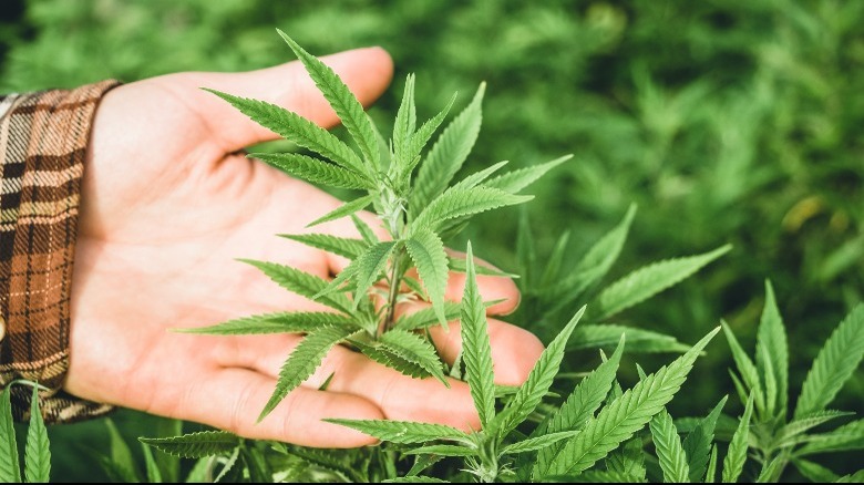 Hand holding hemp plant