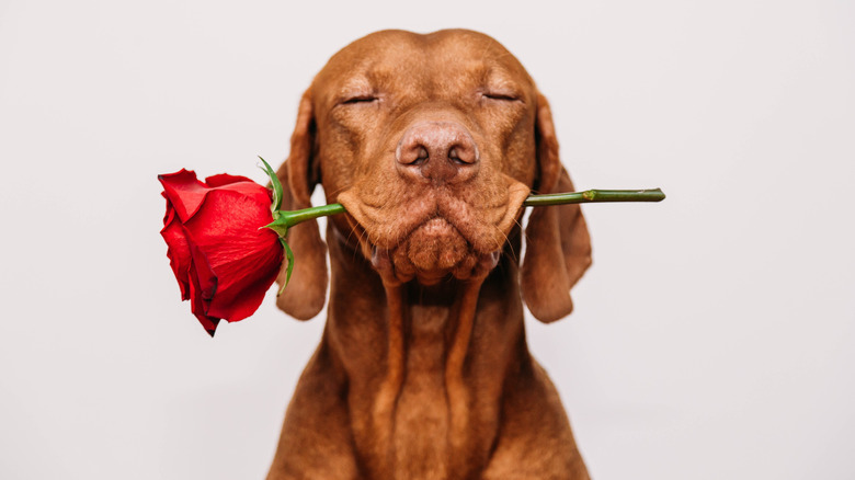 A dog holding a rose