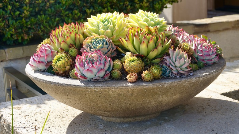 Hens and chicks plant in bowl