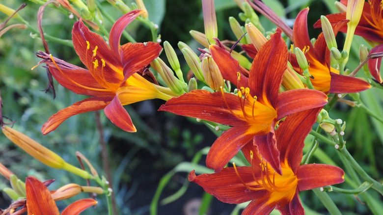 red daylilies 