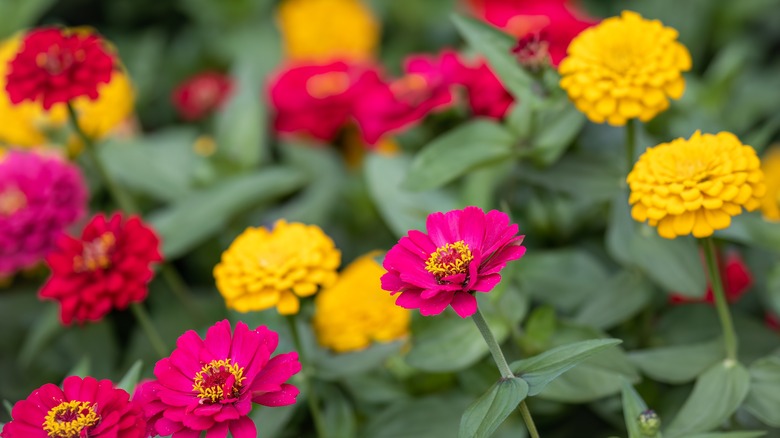 yellow and pink zinnias