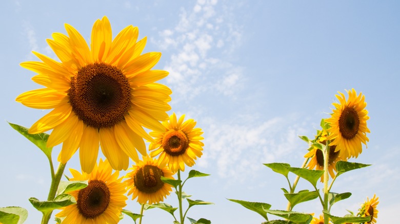 Sunflowers in bloom