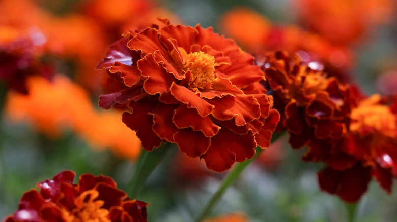 Marigolds in bloom