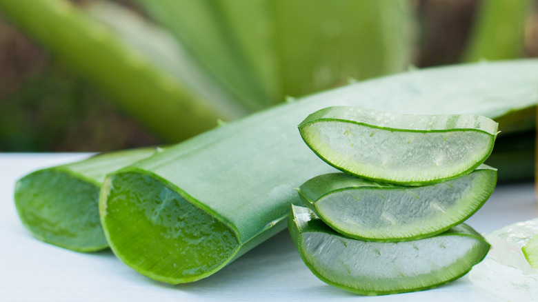 aloe vera sliced open