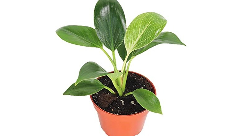 plant birkin philodendron tropical potted