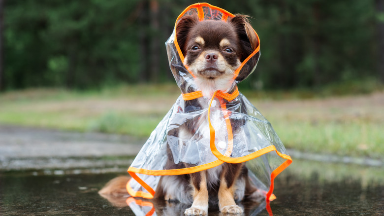 Dog wears raincoat outside