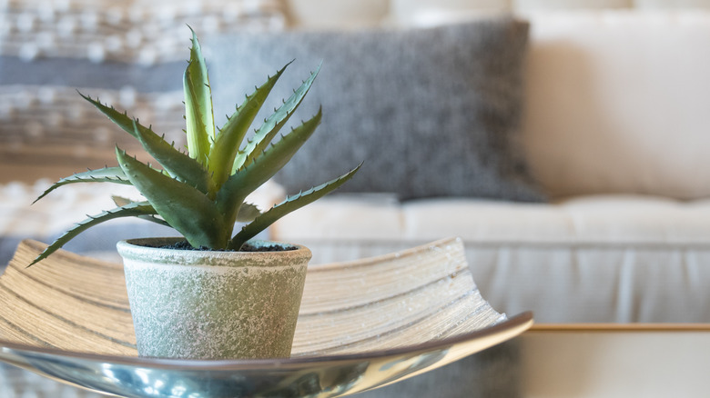 Potted aloe vera plant