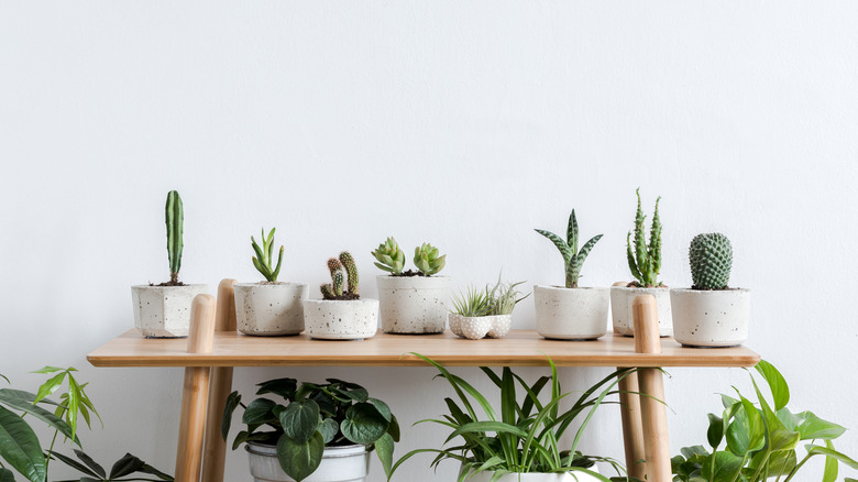 Table of potted cacti