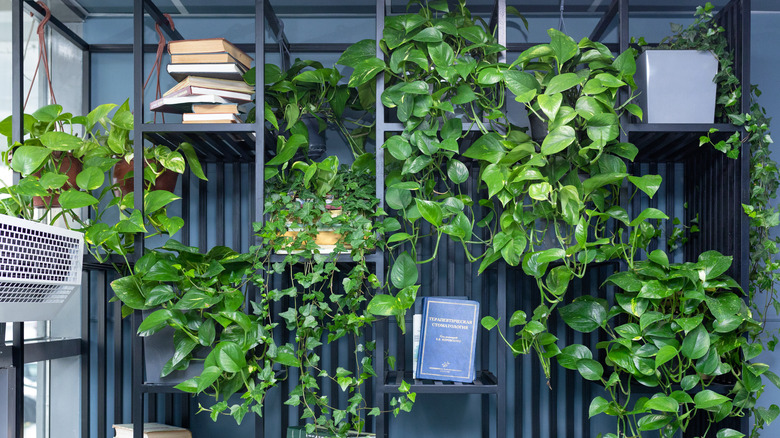 Devil's ivy growing on bookshelf