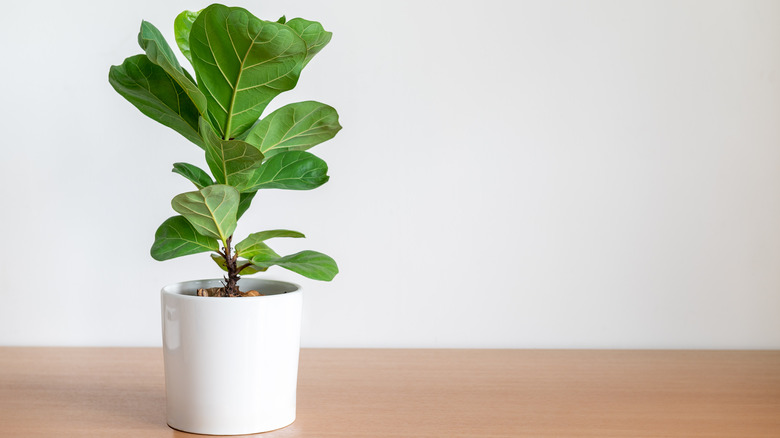 Fiddle leaf fig houseplant