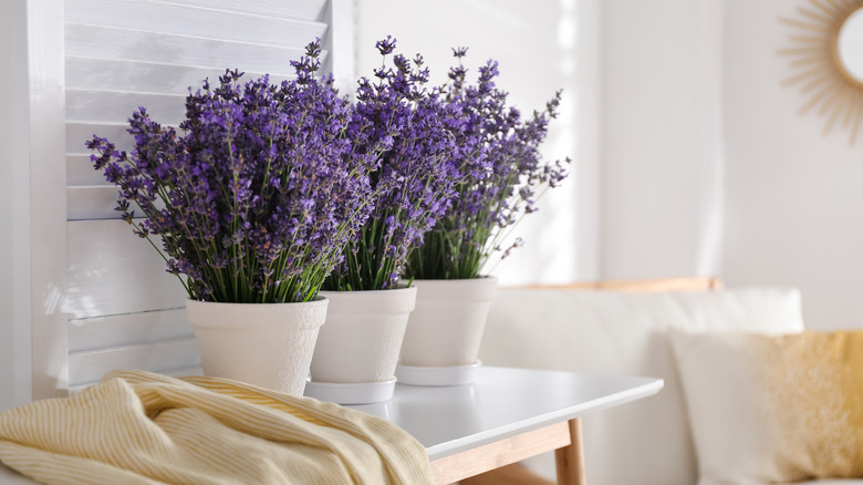 Potted lavender plants