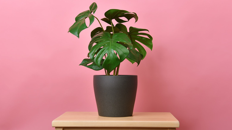Monstera plant on table