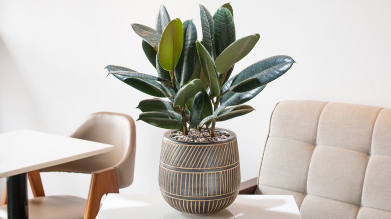 Potted rubber plant on table