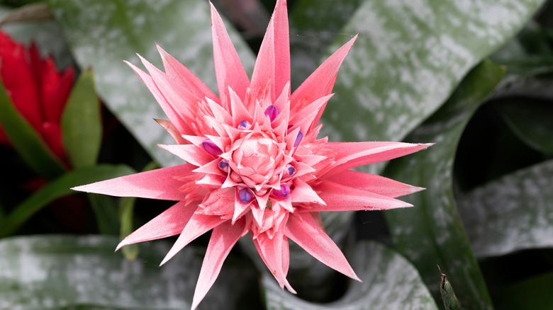 Silver vase plant pink flower