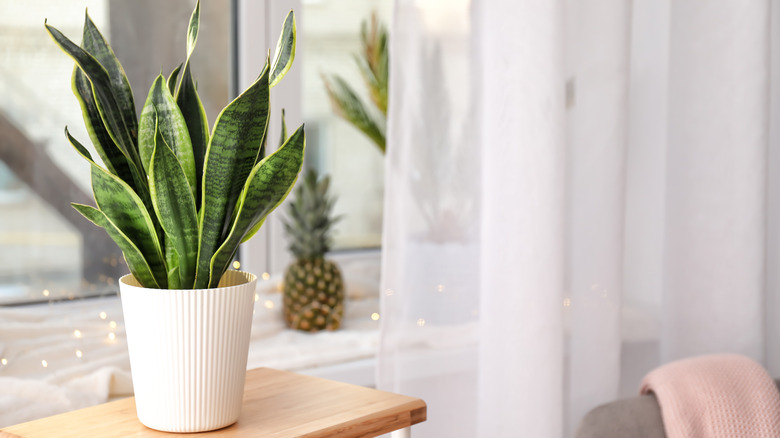 Potted snake plant on table