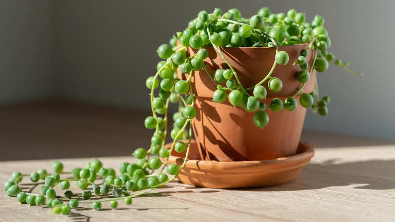 Potted string of pearls plant