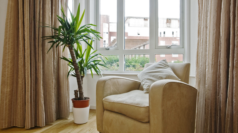 Potted yucca tree next to window