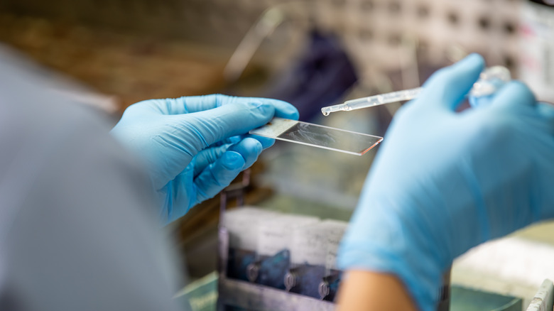 Staining slide in a lab