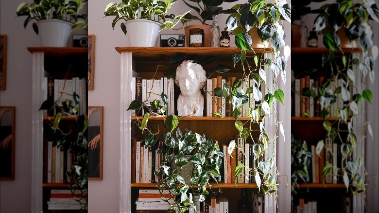 Bookshelf full of plants