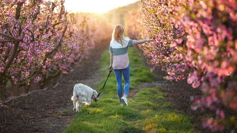 woman walking dog