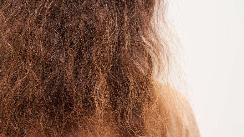 close up of brown frizzy hair 